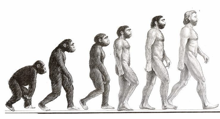 نظرية التطور