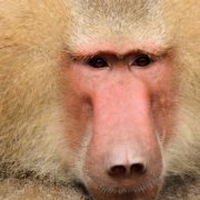 القيمة والقامة