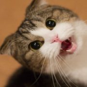 الدكتورة ميرفت