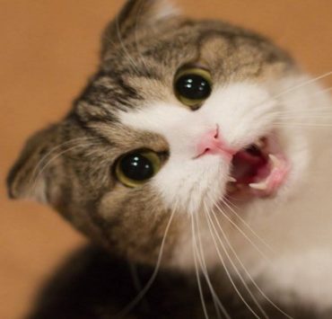 خاصية Snapchat Spotlight الجديدة … دليلك لاستخدام الخاصية الشبيهة بتطبيق TikTok Snapchat Spotlight