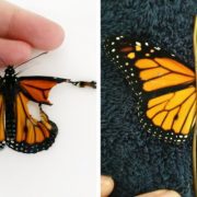 نظرية التطور