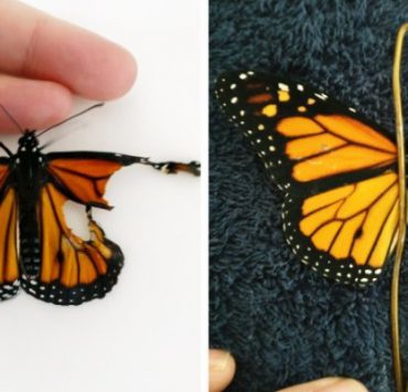 نظرية التطور