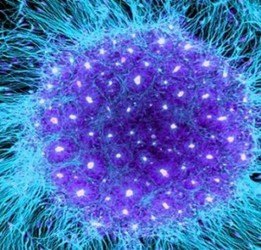 جامعة الإسكندرية