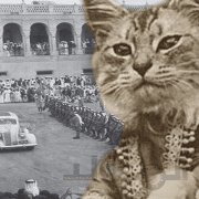 حليم الرومي