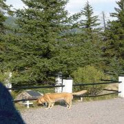 ألفريد باركر