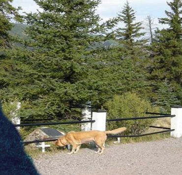 ألفريد باركر