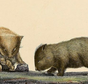 حيوان الومبت