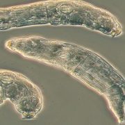 طحالب الدوار العلقية