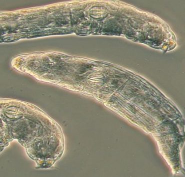 طحالب الدوار العلقية