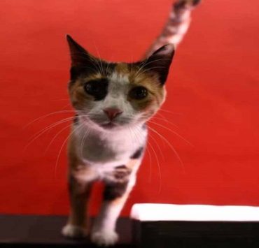 قطة مهرجان السينما