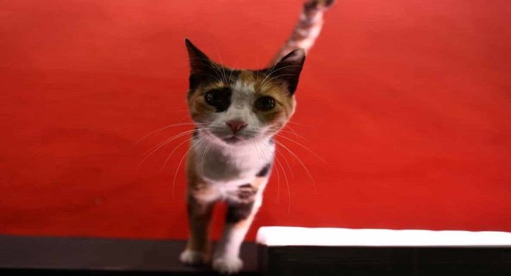 قطة مهرجان السينما