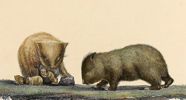 حيوان الومبت