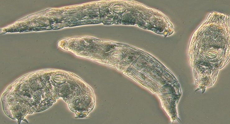 طحالب الدوار العلقية