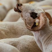 الأضحية في الفقه