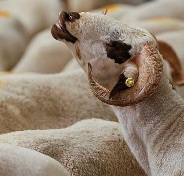 خطبة الشعراوي في عرفات لم تحدث “تصحيح لخطأ تاريخي شهير” الأضحية في الفقه