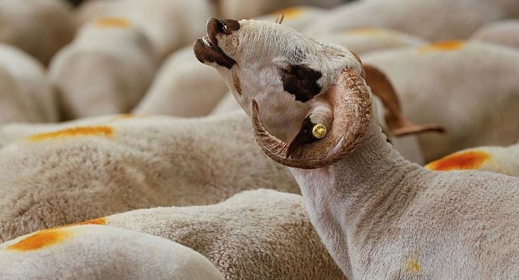 الأضحية في الفقه