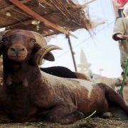 الأضحية في الفقه