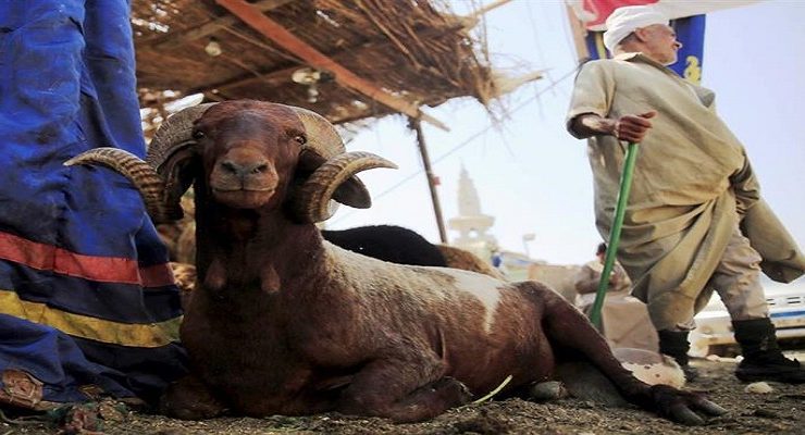 الأضحية في الفقه