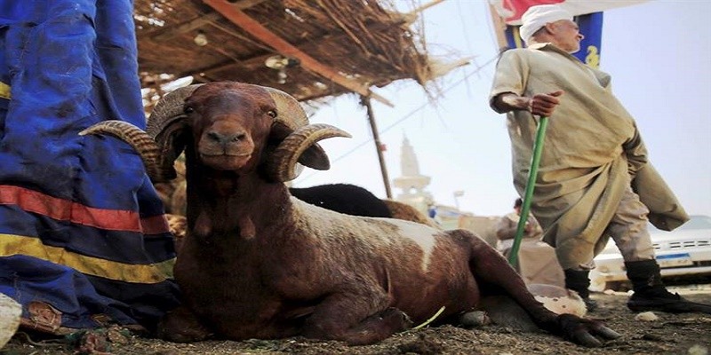 الأضحية في الفقه