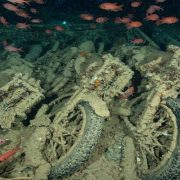 السفينة سيسل جورم