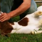 ذبح الأضحية