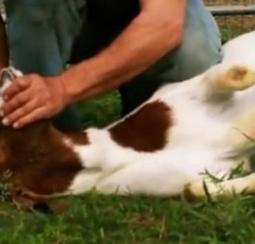 ذبح الأضحية