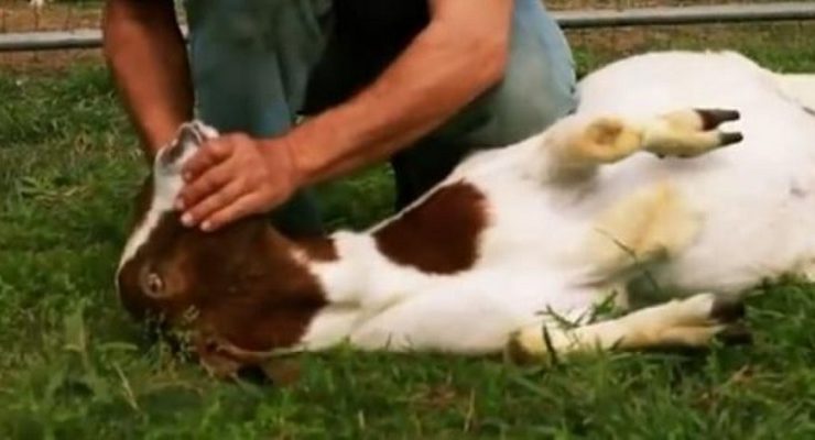 ذبح الأضحية