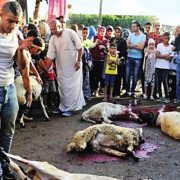 عزيزي المضحي .. لا بارك الله لك