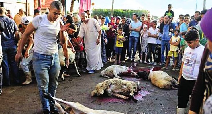 عزيزي المضحي .. لا بارك الله لك