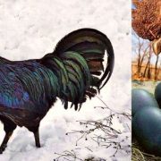 الدجاج الاسود