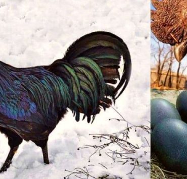 الدجاج الاسود