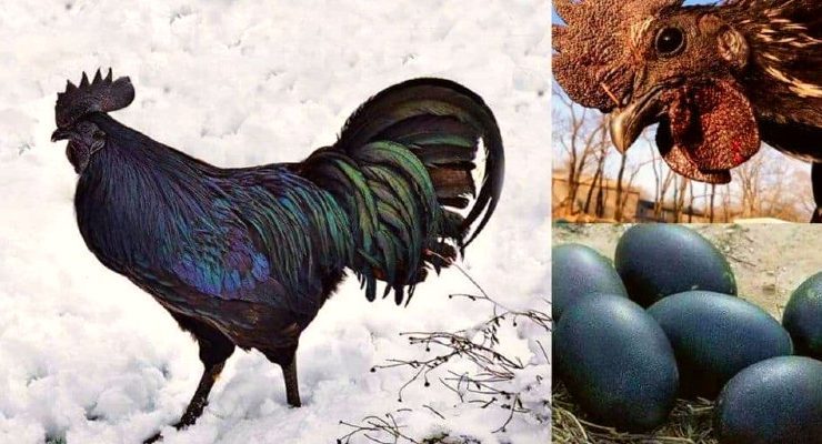 الدجاج الاسود