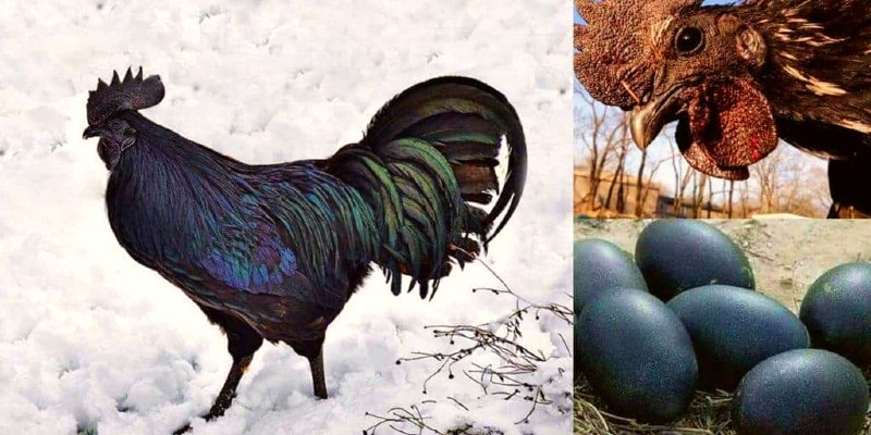 سلالة من الدجاج الثمينة لون ريشها ولحمها أسود الدجاج الاسود