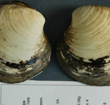 أسماك القرش