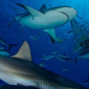 أسماك القرش