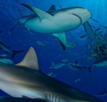 أسماك القرش