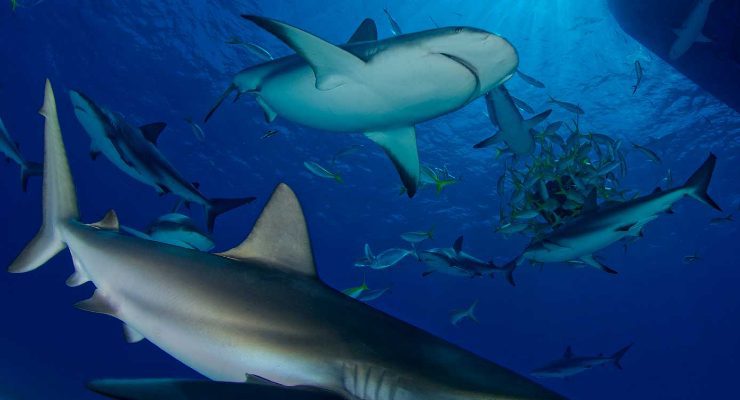 أسماك القرش