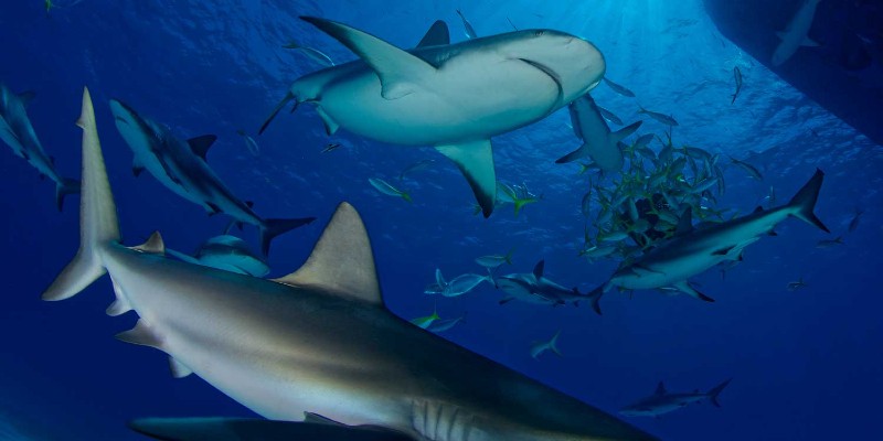 أسماك القرش