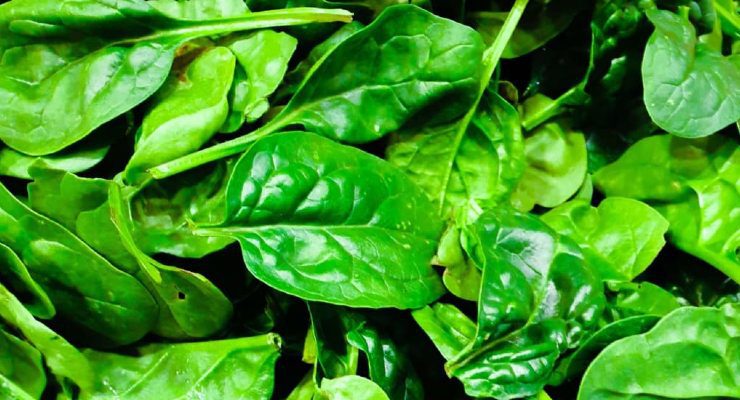 السبانخ