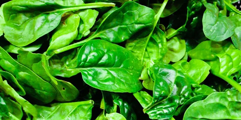 السبانخ