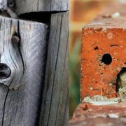 الباريدوليا