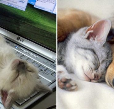 تاريخ فيلم رحلة العائلة المقدسة إلى مصر “كيف تطورت الفكرة في نصف قرن ؟” النوم