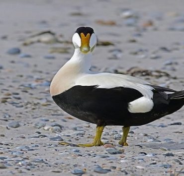 بطة أغلى ريش في العالم