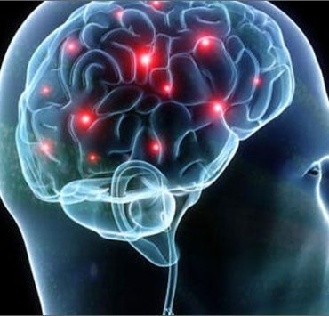 الدماغ