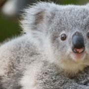 أول رئيس لمجمع اللغة العربية