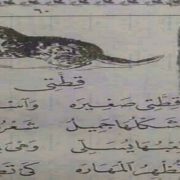 قطتي صغيرة واسمها نميرة