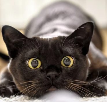 هجوم بريطانيا على كنائس مصر بعد إلغاء معاهدة 1936 “ملف الجريمة المنسية” القطط