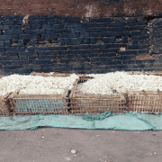 سليمان داود