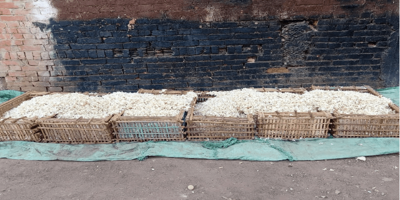 رحلة الميزان لنجريج مع انتهاء موسم حصاد الياسمين موسم حصاد الياسمين