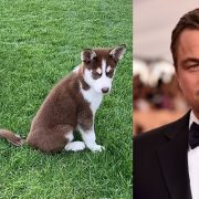 ليوناردو دي كابريو